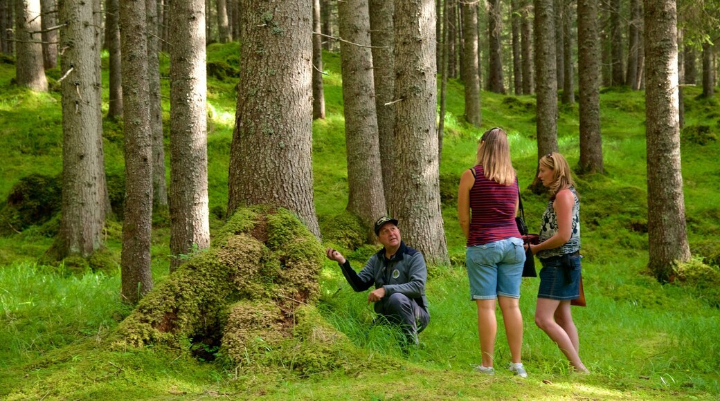Trentino mostrando escenas forestales y también un pequeño grupo de personas