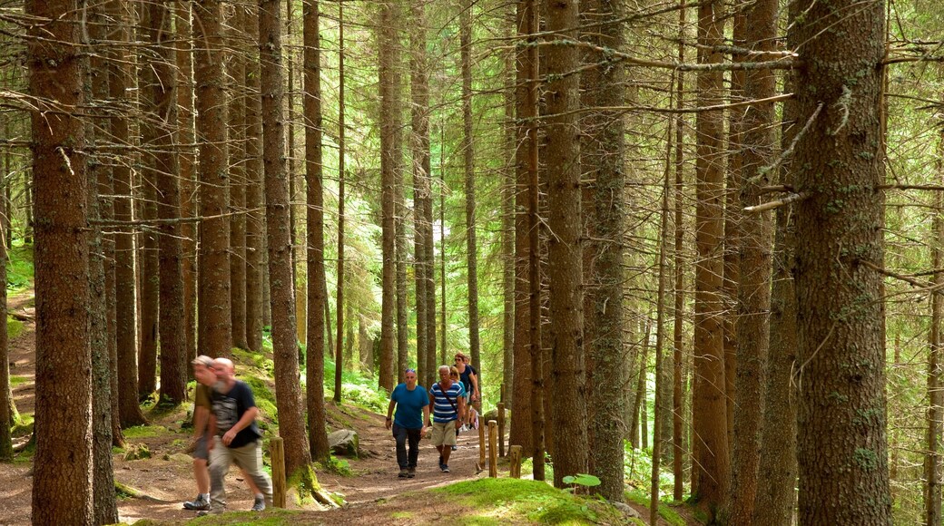 Trentin montrant randonnée ou marche à pied et scÚnes forestiÚres aussi bien que petit groupe de personnes