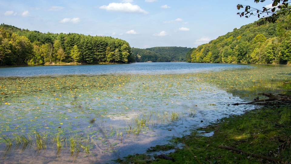 A lake surrounded by dense forest with clear water and floating vegetation.