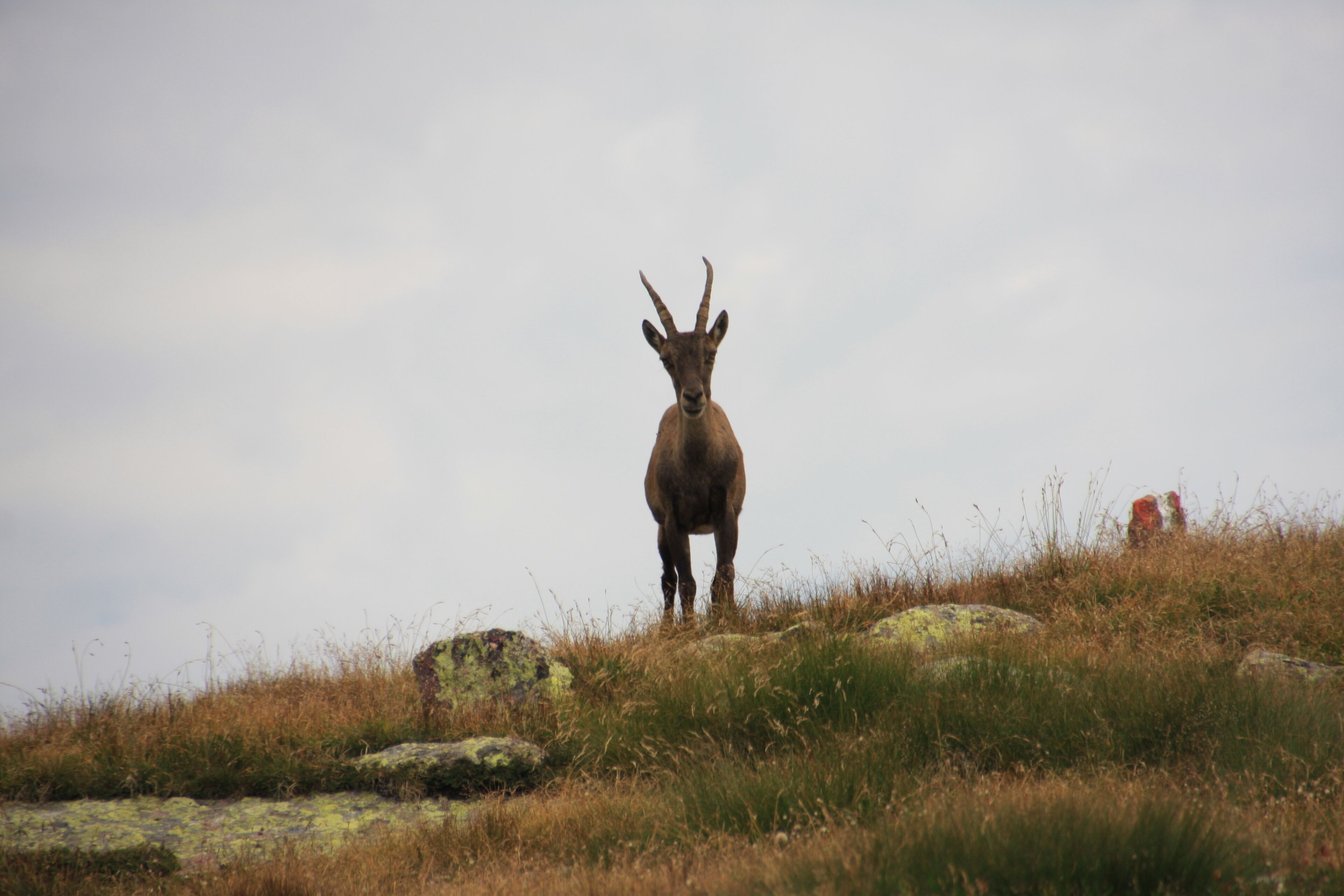 Stambecco, Capra ibex, guarda l'obiettivo fotografico. Foto scattata sul sentiero che dal Rifugio Grassi giunge al Pizzo Tre Signori sulle Alpi Orobie il 31 luglio 2017.