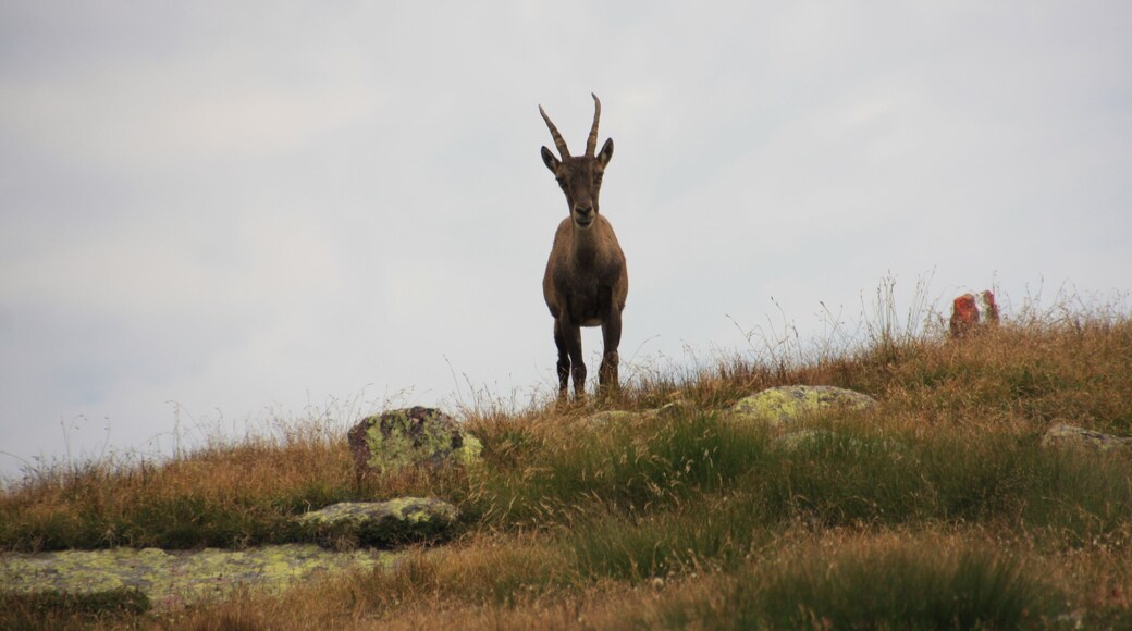 Stambecco, Capra ibex, guarda l'obiettivo fotografico. Foto scattata sul sentiero che dal Rifugio Grassi giunge al Pizzo Tre Signori sulle Alpi Orobie il 31 luglio 2017.