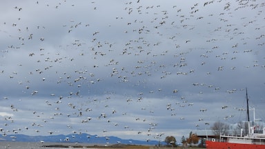 A flock of seagulls flying over a body of water with a ship and mountains in the background.
