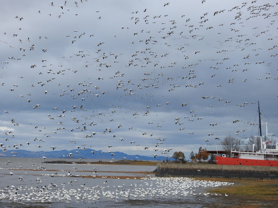 At L'Islet-sur-mer, Québec, snow gooses are seen each fall every year. In the distance can see a boat from the museum of L'Islet.