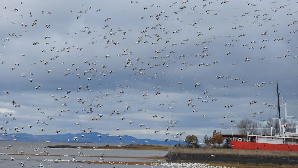 A flock of seagulls flying over a body of water with a ship and mountains in the background.