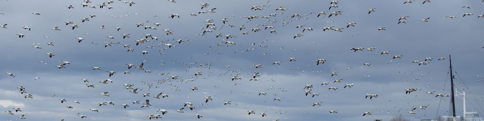 At L'Islet-sur-mer, Québec, snow gooses are seen each fall every year. In the distance can see a boat from the museum of L'Islet.