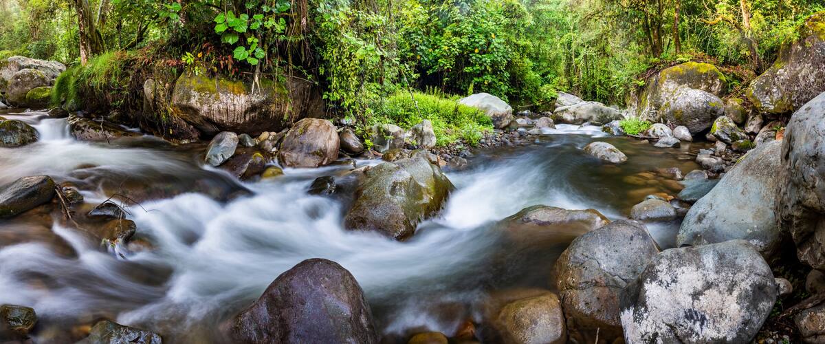A flowing river with large rocks and dense green foliage.
