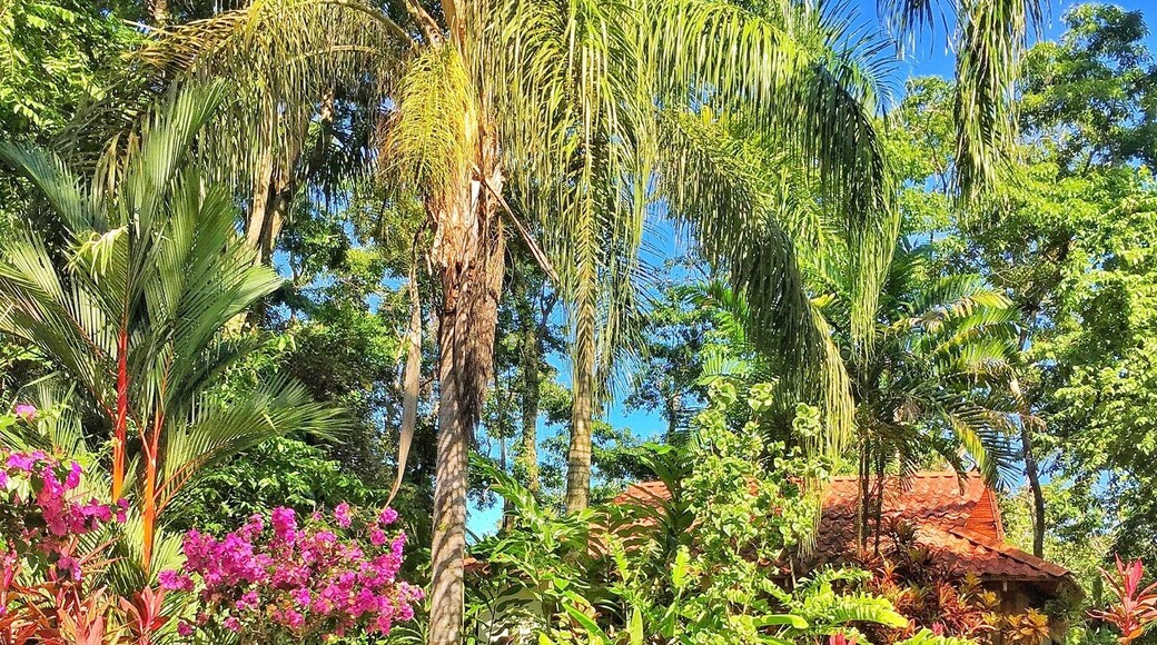 Eco friendly lodge that I stayed in Costa Rica. It's a beautiful place but it's a little far away from everything if you don't have a car. With a car it's 45 minutes away from Manuel Antonio Beach. Breakfast staff is friendly but owner was a little too grumpy for my taste.