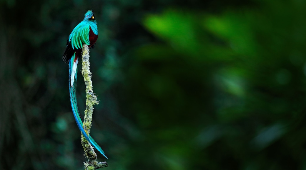 Resplendent Quetzal, Pharomachrus mocinno, from Savegre in Costa Rica with blurred green forest in background. Magnificent sacred green and red bird. Detail forest hidden of Resplendent Quetzal.