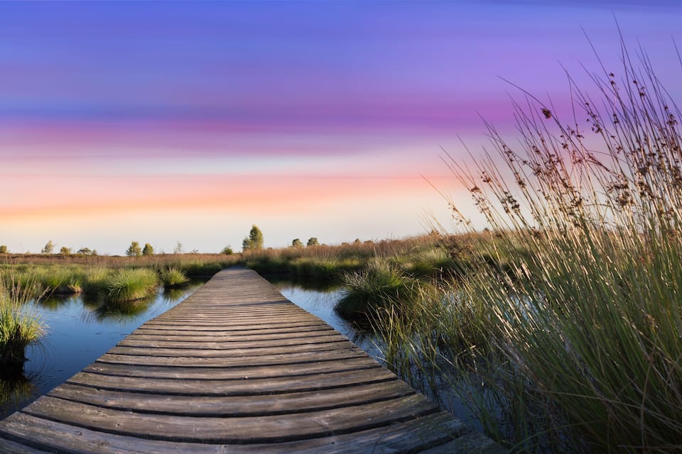Une promenade en bois traverse une zone marécageuse où poussent de hautes herbes, et le ciel se pare des couleurs du coucher de soleil.