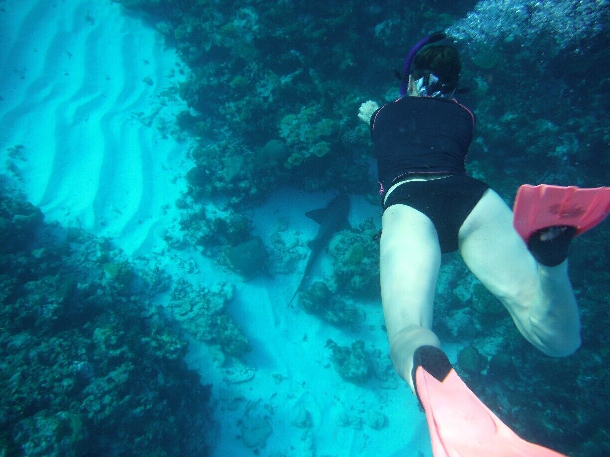 Visiting with sharks (nurse shark) while snorkeling over the reefs that surround Little Corn Island, Nicaragua. 