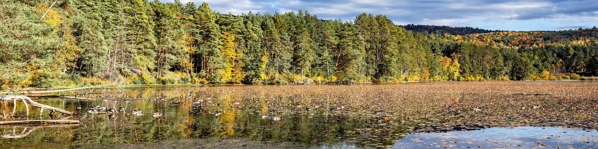 Landscape of a wild lake densely covered with water lilies and grazing geese framed by a forest of autumn trees against a cloudy sky