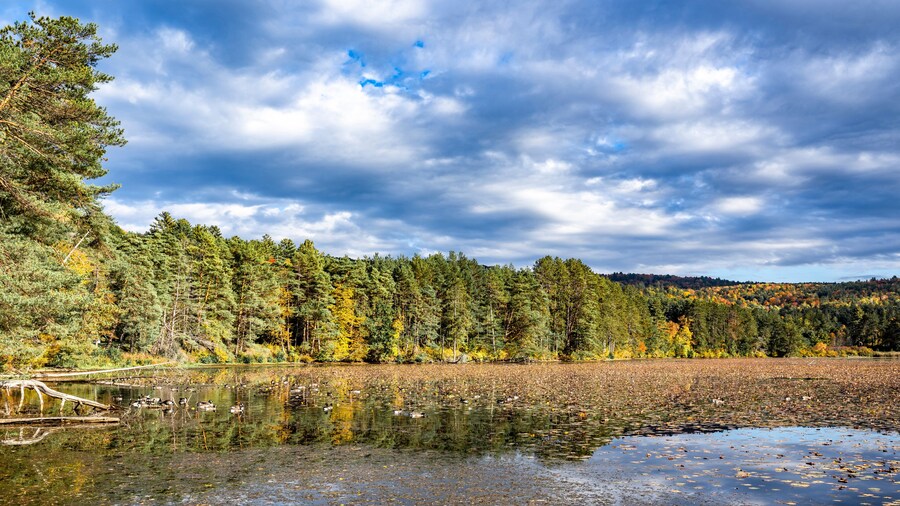 Landscape of a wild lake densely covered with water lilies and grazing geese framed by a forest of autumn trees against a cloudy sky
