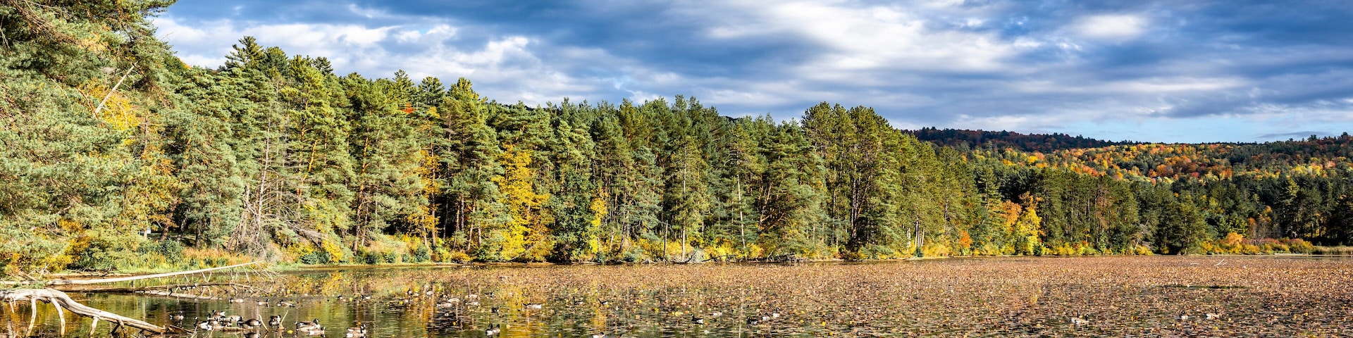 Landscape of a wild lake densely covered with water lilies and grazing geese framed by a forest of autumn trees against a cloudy sky