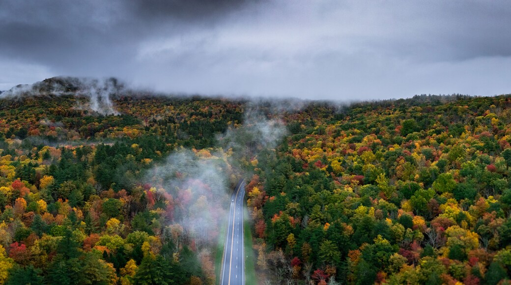 Bosque estatal Beartown