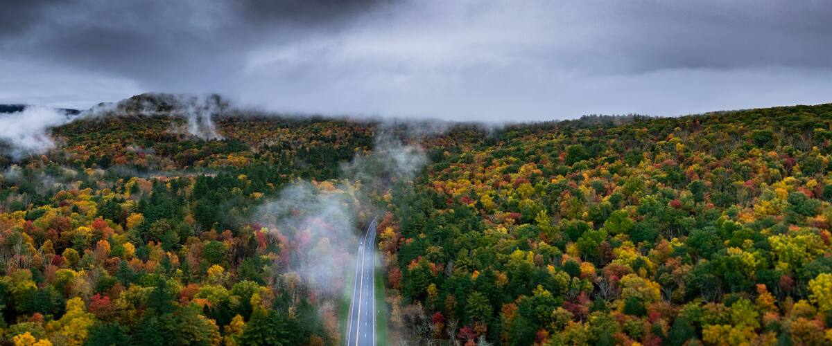 A forest with a winding road and a mountain in the background.