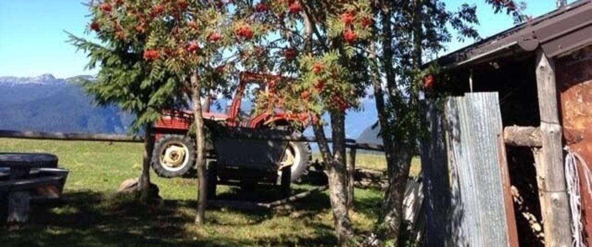 A tree with red flowers, a red tractor, and a wooden structure in a rural setting.
