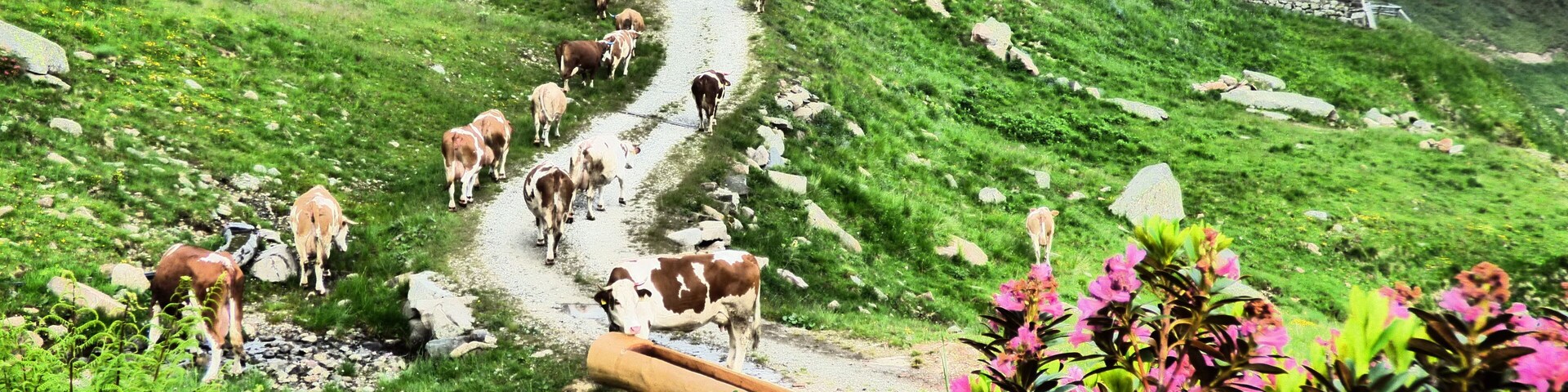 Un grupo de vacas en un sendero de montaña, con casas al fondo.