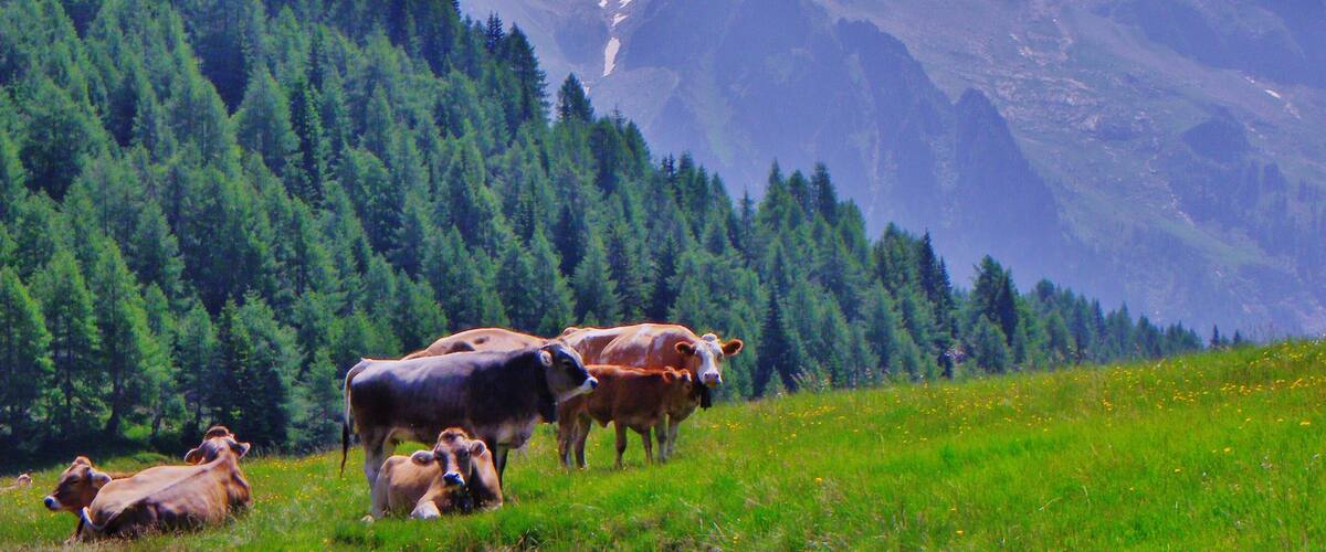 Cima d'Asta m 2847 slm vista dal Passo 5 Croci (TN)