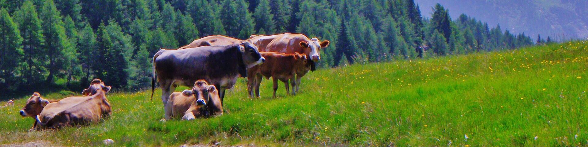 Cima d'Asta m 2847 slm vista dal Passo 5 Croci (TN)