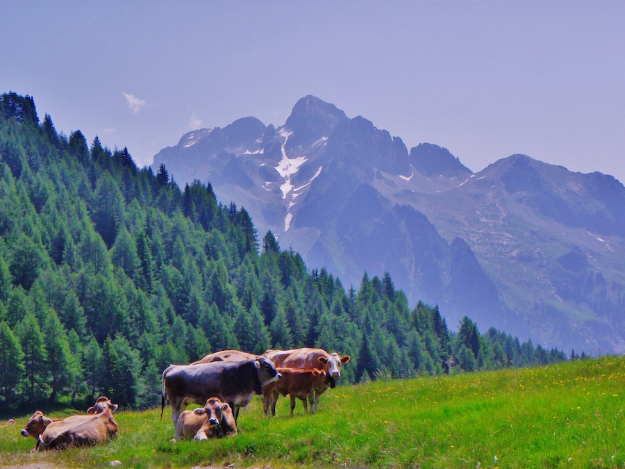 Cima d'Asta m 2847 slm vista dal Passo 5 Croci (TN)