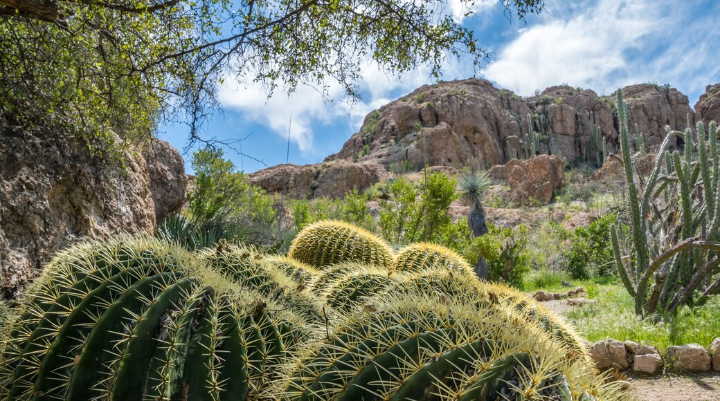 ซูพีเรีย