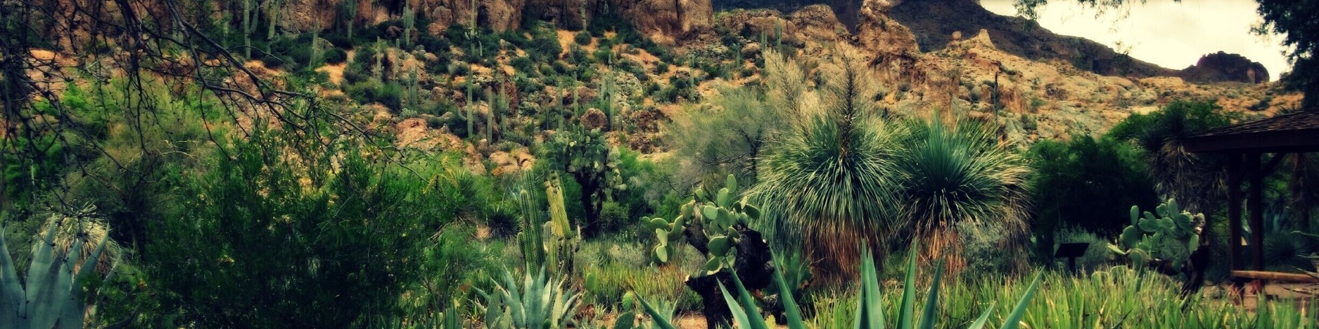A desert landscape with cacti and a rocky mountain range in the background.