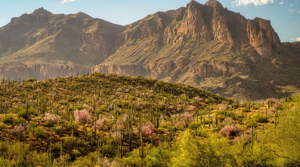 ซูพีเรีย