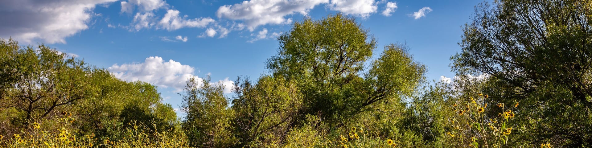 A boardwalk winds through the sunflowers of Arivaca Wetlands. Southeast Arizona.