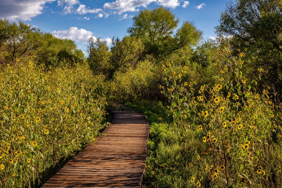 A boardwalk winds through the sunflowers of Arivaca Wetlands. Southeast Arizona.