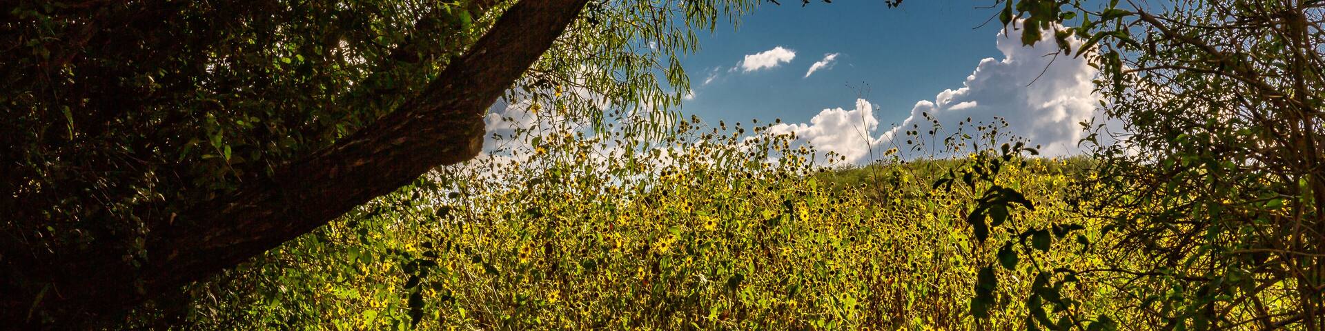 A boardwalk winds through the sunflowers of Arivaca Wetlands. Southeast Arizona.