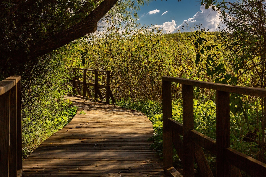 A boardwalk winds through the sunflowers of Arivaca Wetlands. Southeast Arizona.
