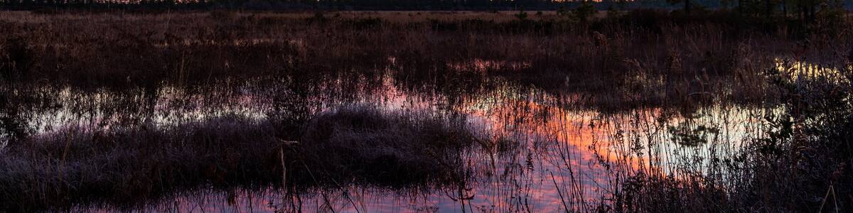 Wetlands Morning with Mackerel Sky