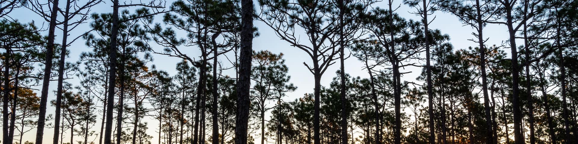 Sunrise in the Longleaf Pine Savanna of NC
