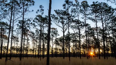 Sunrise in the Longleaf Pine Savanna of NC