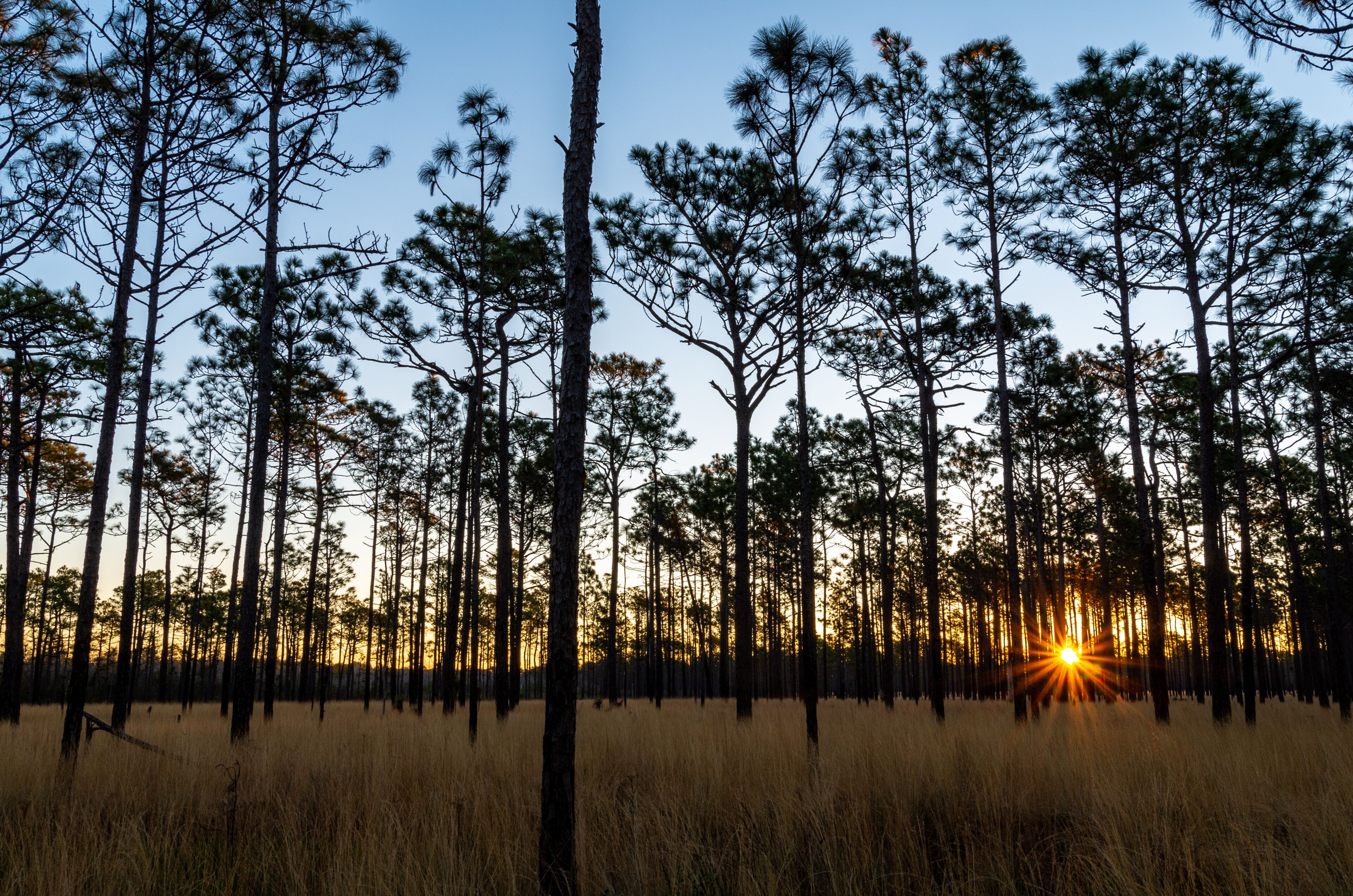 A forest with tall pine trees and the sun setting in the background.