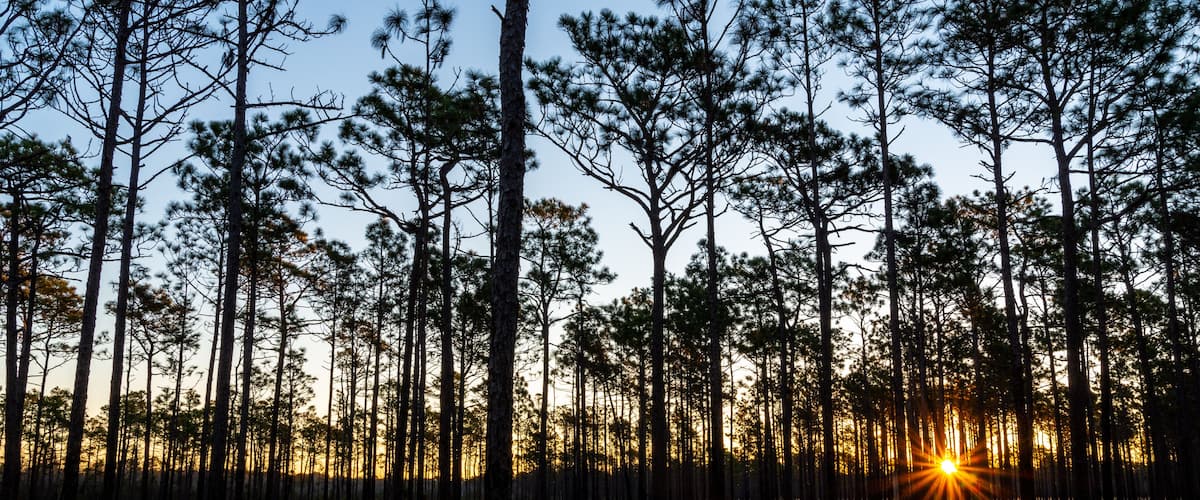 A forest with tall pine trees and the sun setting in the background.