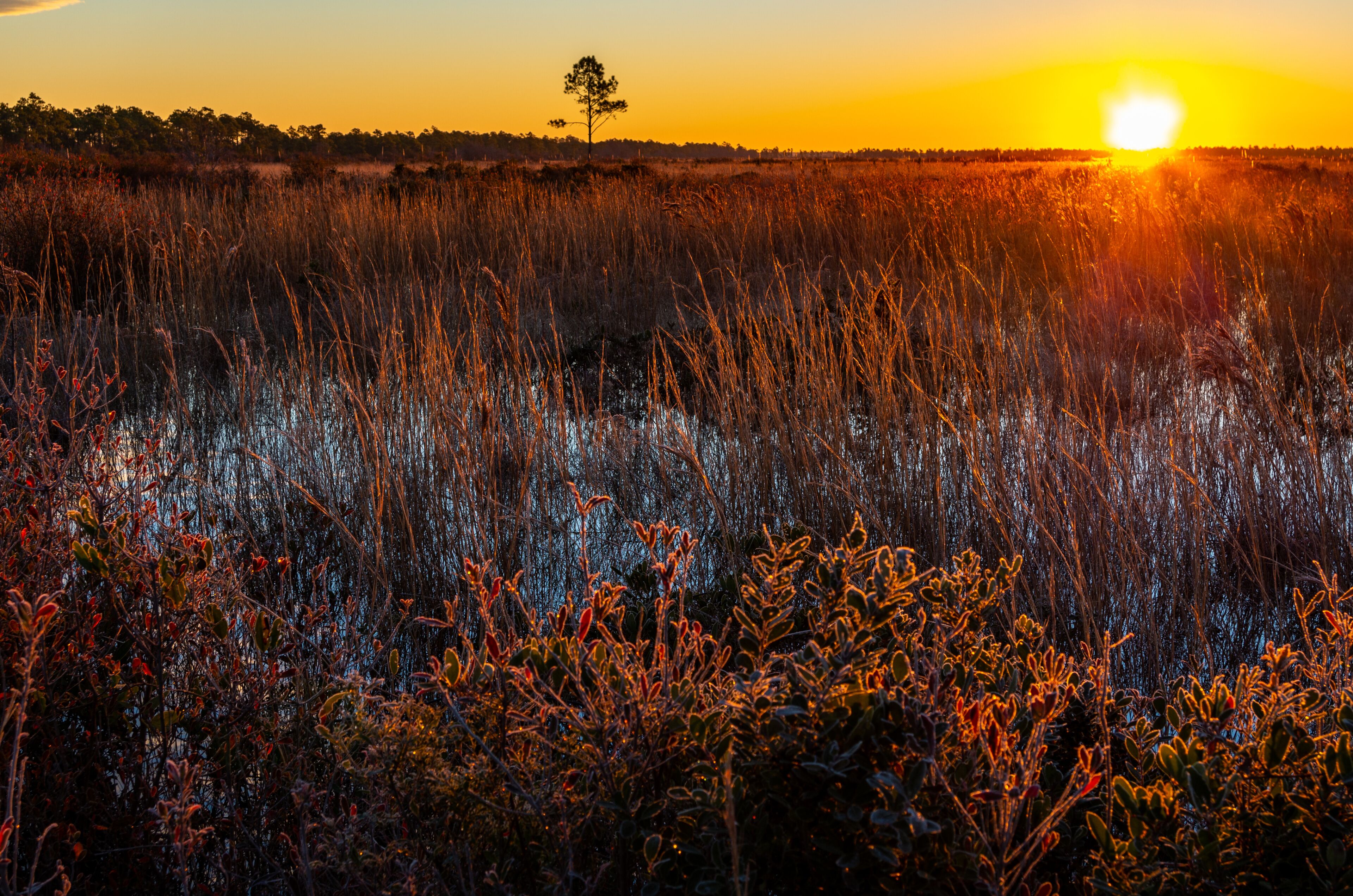 Sunrise with backlit glow on plants, single tree