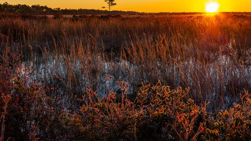 Sunrise with backlit glow on plants, single tree