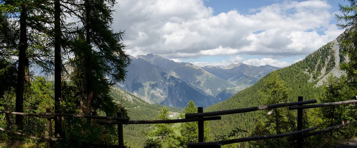 A forested mountain landscape with a wooden fence and a clear view of distant mountains.