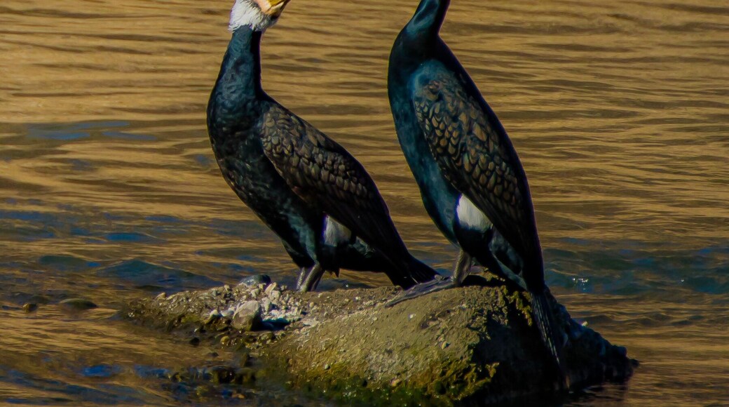 Riserva naturale Les Ăles (Q15639833)