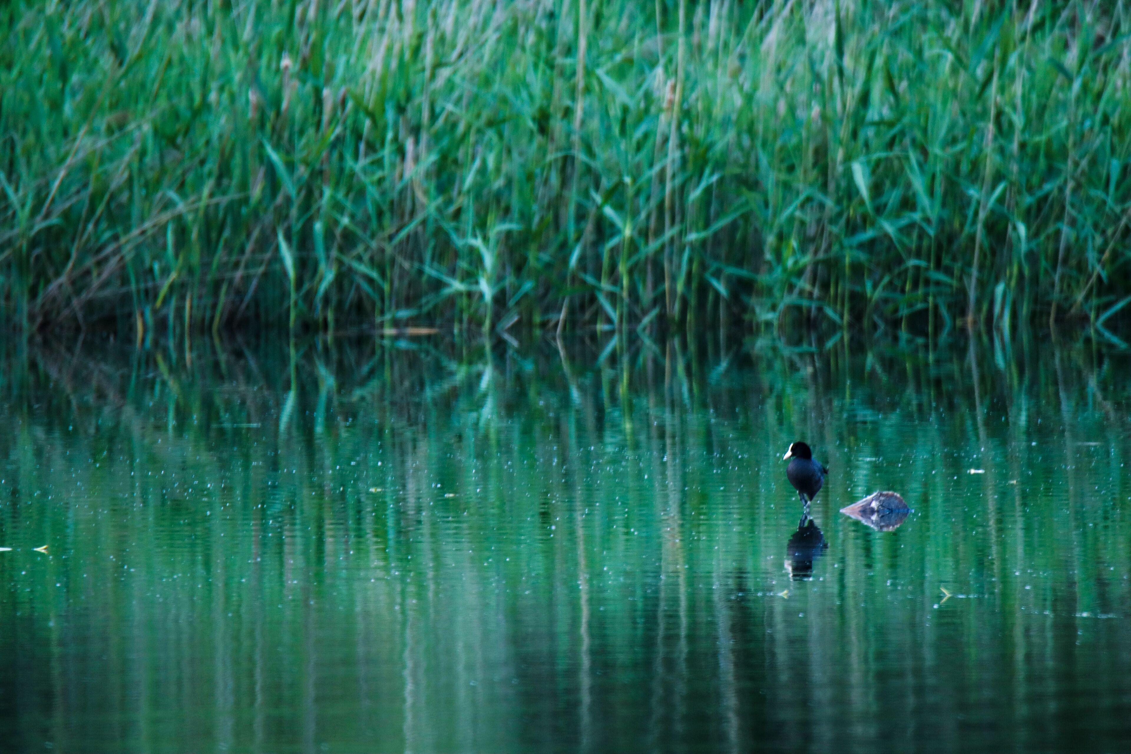 Riserva naturale Les Îles (Q15639833)