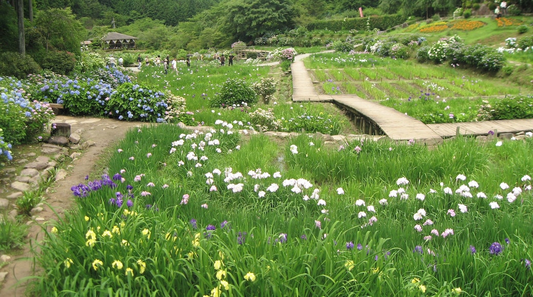 Hananosato-Takidani Japanese Iris Garden, Date taken(YYYY-MM-DD): 2010-06-27 Place taken: Hananosato-Takidani, Murō, Uda, Nara, Japan.