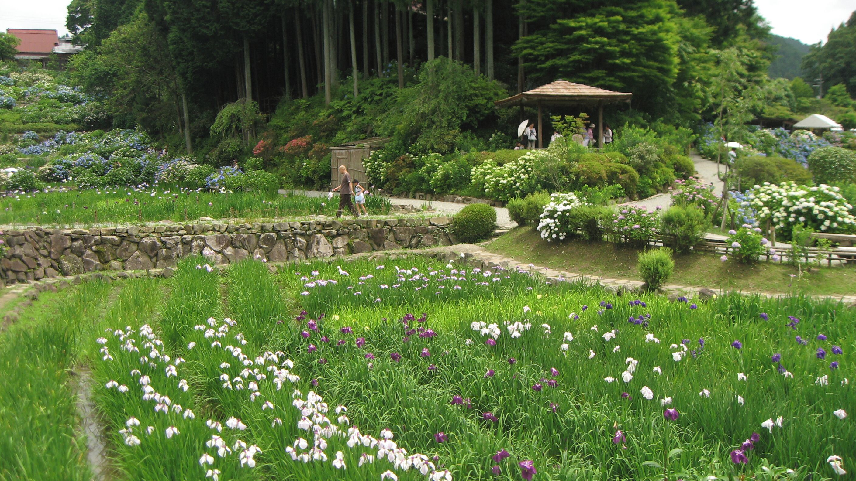 Hananosato-Takidani Japanese Iris Garden, Date taken(YYYY-MM-DD): 2010-06-27 Place taken: Hananosato-Takidani, Murō, Uda, Nara, Japan.