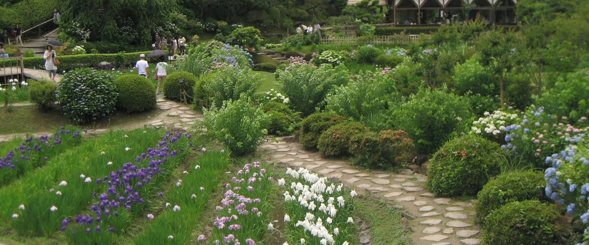 Hananosato-Takidani Japanese Iris Garden, Date taken(YYYY-MM-DD): 2010-06-27 Place taken: Hananosato-Takidani, Murō, Uda, Nara, Japan.