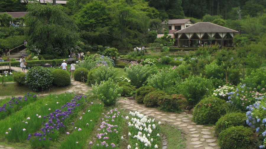 Hananosato-Takidani Japanese Iris Garden, Date taken(YYYY-MM-DD): 2010-06-27 Place taken: Hananosato-Takidani, Murō, Uda, Nara, Japan.
