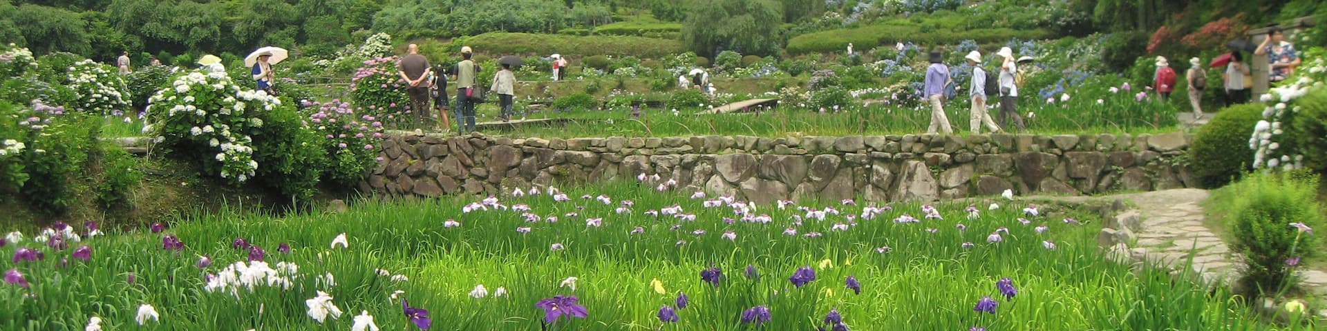 Hananosato-Takidani Japanese Iris Garden, Date taken(YYYY-MM-DD): 2010-06-27 Place taken: Hananosato-Takidani, Murō, Uda, Nara, Japan.