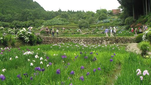 Hananosato-Takidani Japanese Iris Garden, Date taken(YYYY-MM-DD): 2010-06-27 Place taken: Hananosato-Takidani, Murō, Uda, Nara, Japan.
