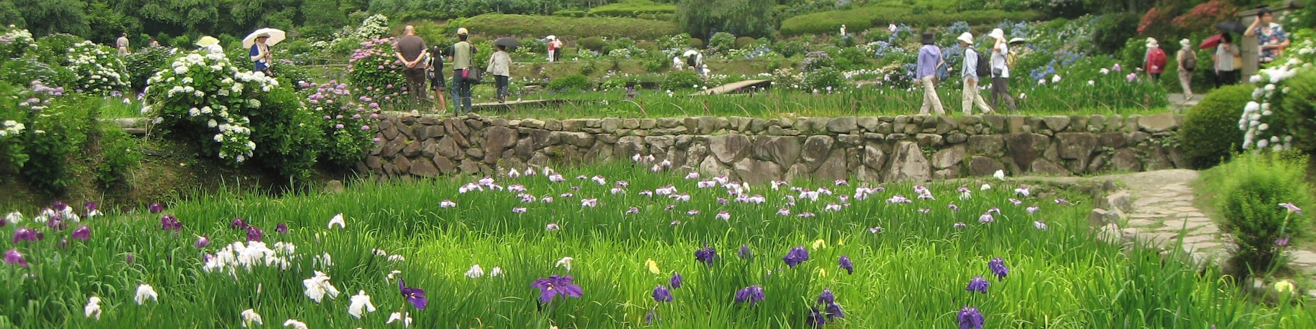 Hananosato-Takidani Japanese Iris Garden, Date taken(YYYY-MM-DD): 2010-06-27 Place taken: Hananosato-Takidani, Murō, Uda, Nara, Japan.