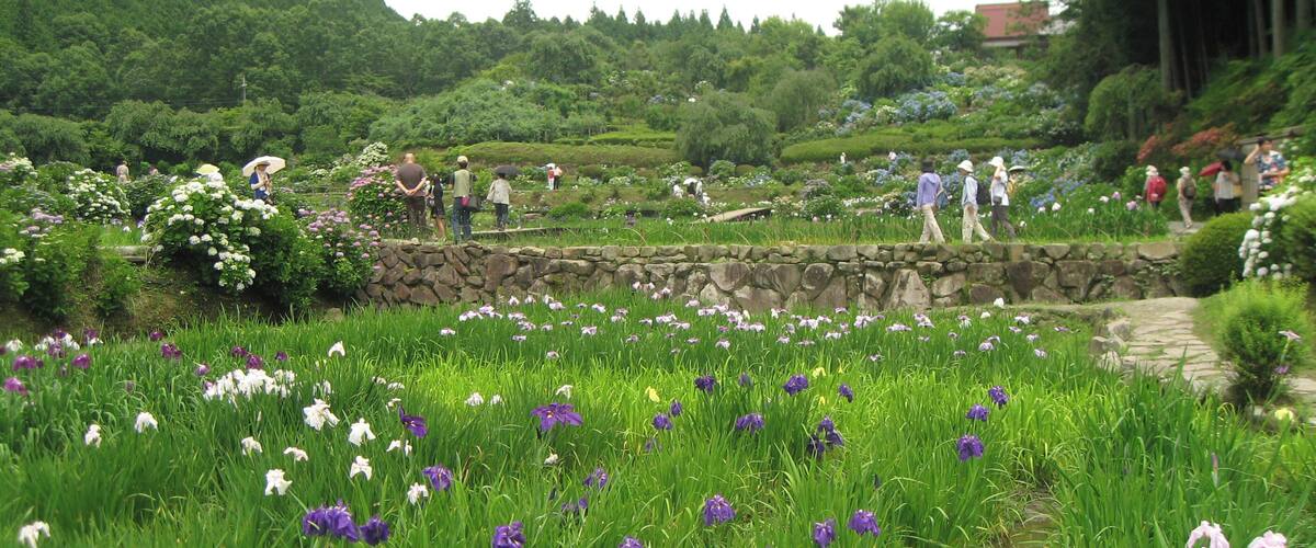 A lush garden with purple and white flowers, stone walls, and a stone bridge.