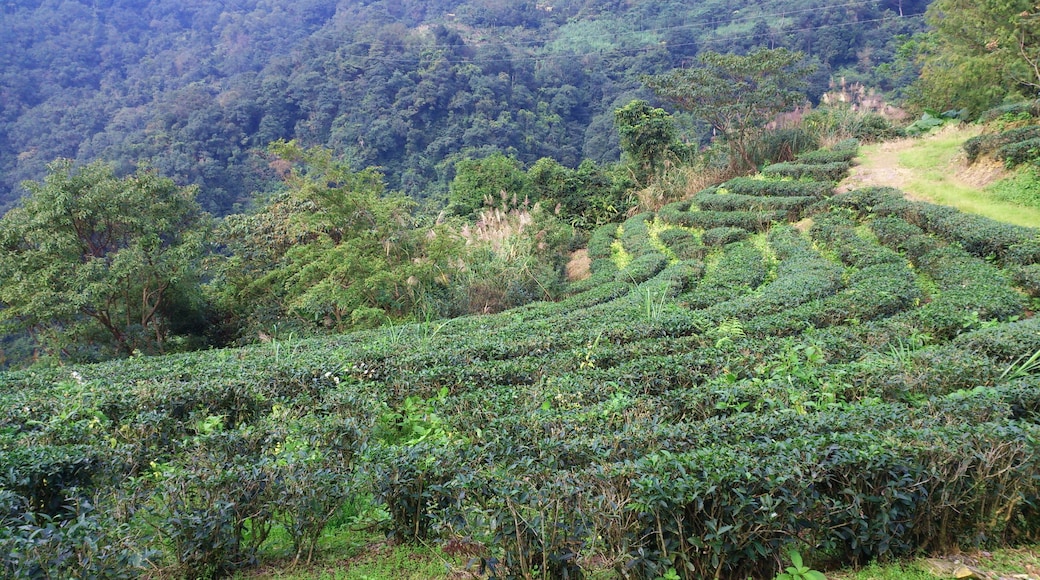Yulan Tea Plantations 玉蘭茶園